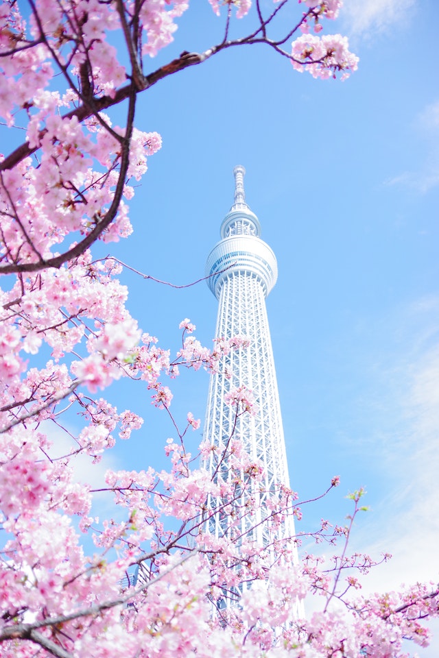 Japanese Cherry blossom with Tokyo sky-tree
