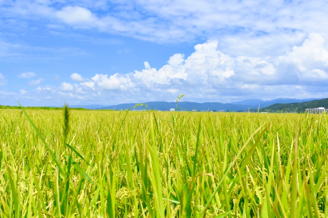 Yamagata rice field